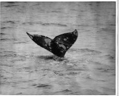 Whale tail